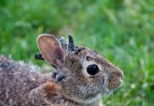 Colorado, invadat de iepuri „Frankenstein” cu excrescențe ciudate