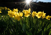 Cum va fi vremea în martie: soare și temperaturi de primăvară în majoritatea regiunilor