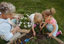 Flori ușor de întreținut pentru grădină și ghivece