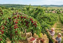 Fenomenul din livezile românești: frigul a salvat recolta de cireșe din 2026