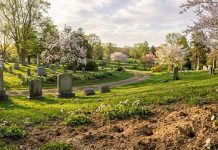 Milioane de albine trăiesc sub un cimitir din New York de mai bine de un secol