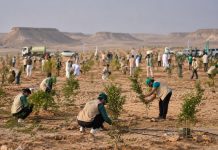 Arabia Saudită accelerează lupta împotriva deșertificării: peste 159 de milioane de copaci plantați și un milion de hectare de teren degradat restaurate