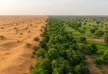 Marele Zid Verde al Africii: proiectul de 8.000 de kilometri care încearcă să oprească avansul Saharei și să schimbe viața a milioane de oameni