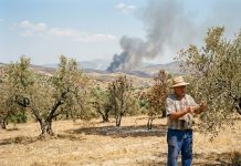 Valul de caniculă și incendiile din Europa scumpesc din nou uleiul de măsline