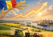România atinge un record istoric la producția de grâu și devine liderul exporturilor din Uniunea Europeană