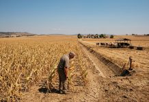 Europa, în pragul unei crize alimentare istorice: Valurile succesive de căldură și seceta pârjolesc agricultura continentului